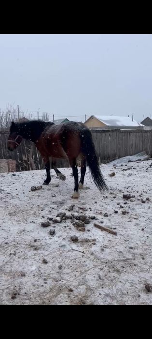 Продам кобылу...