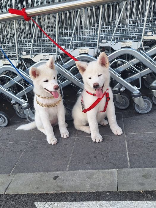 Akita inu                         .