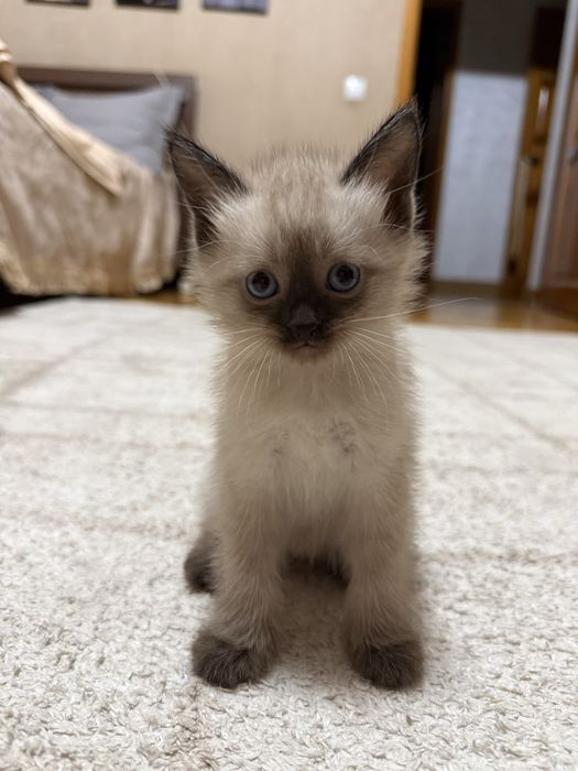 Сиамские котята