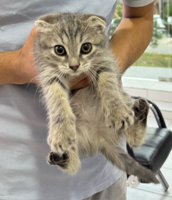 Scotish fold zotdor mushuk