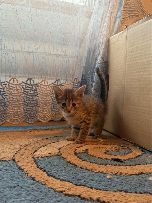 Котята в хорошие руки