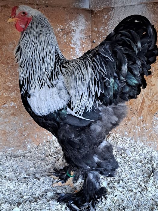 Cocos brahma herminat inchis