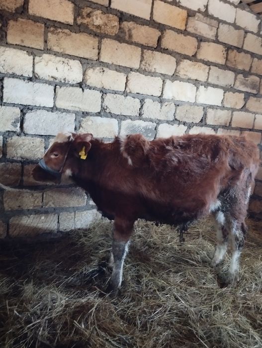 Еркек баспақ сатылады