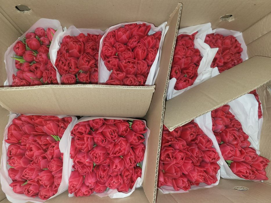 Тюльпаны цена 750 тг 1шт