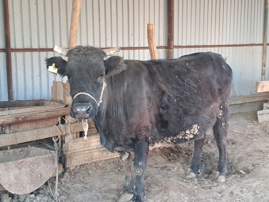 Сиыр бар май семіз