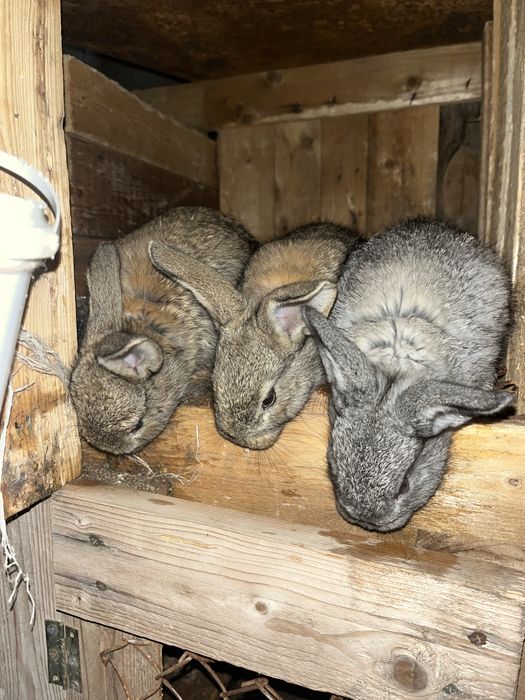 Продается кролики