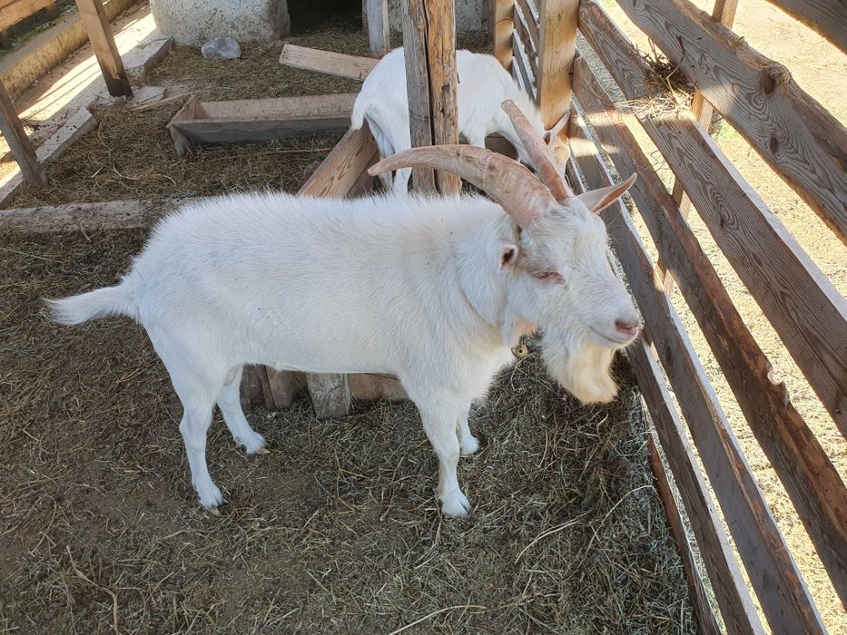 Vand tapi saneen pret negociabil sau schimb cu capre bune de lapte