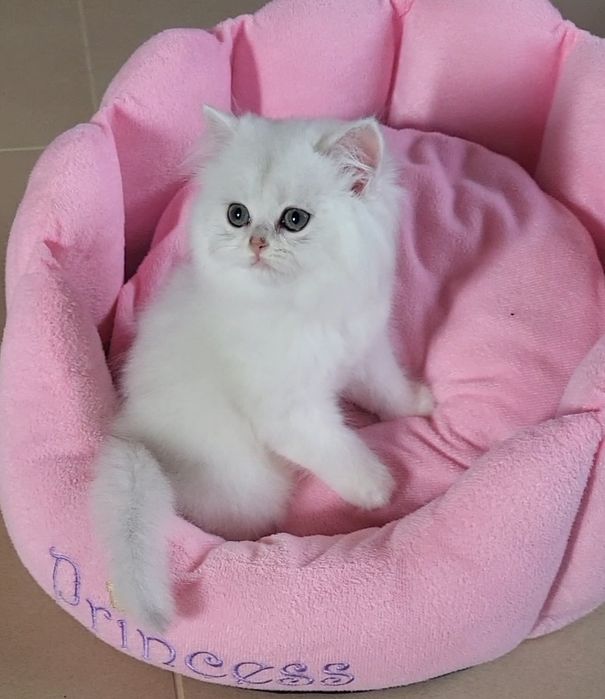 British long & shorthair chinchilla