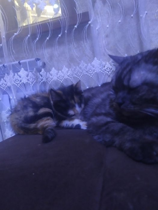 Отдам котят  у добрые руки