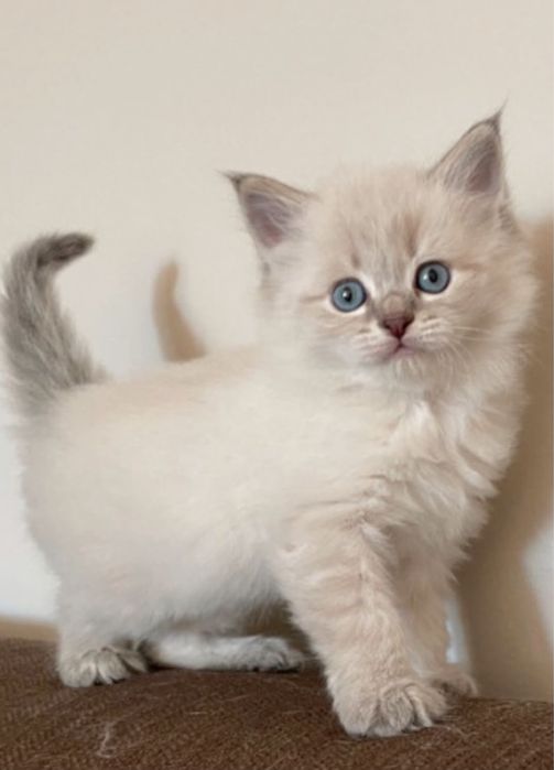 Ragdoll lynx point pufos