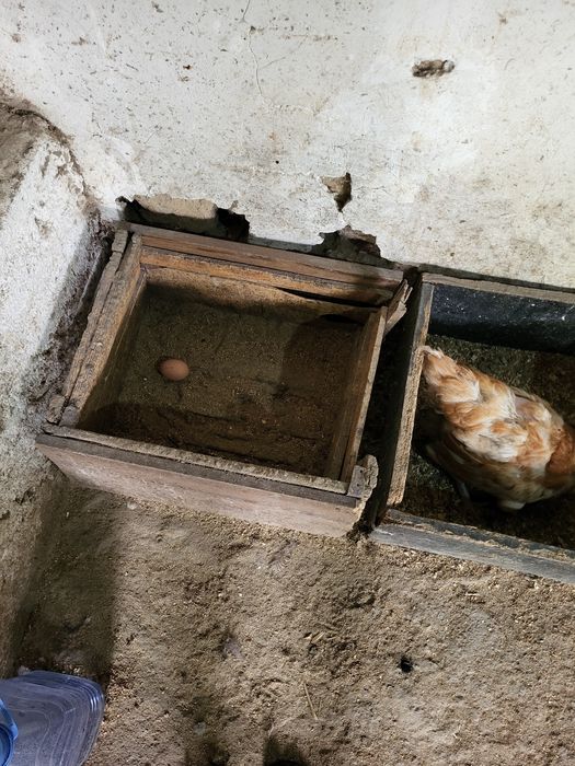 Продам 40 кур — несут 20 яиц в день!