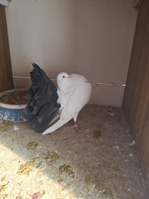 Голуби павлины на обмен