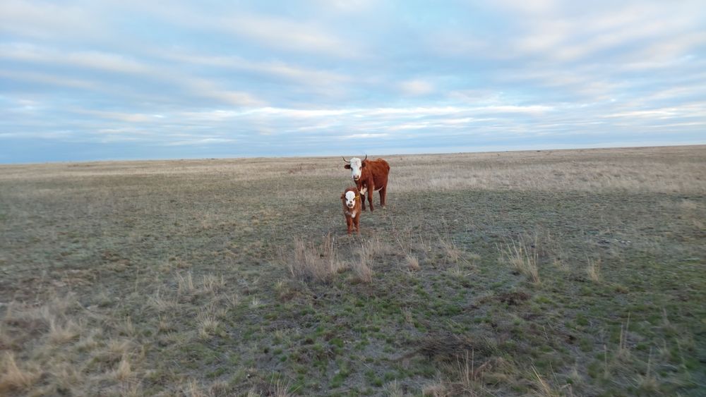 Продам коров с телятами