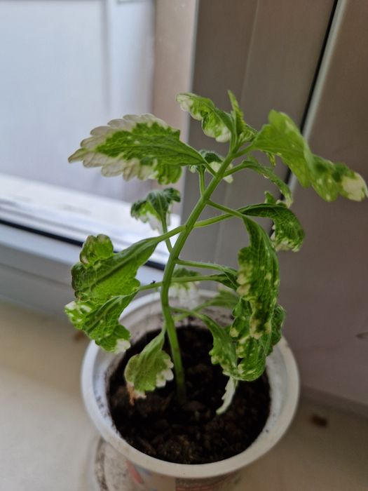 Цветы комнатные разные