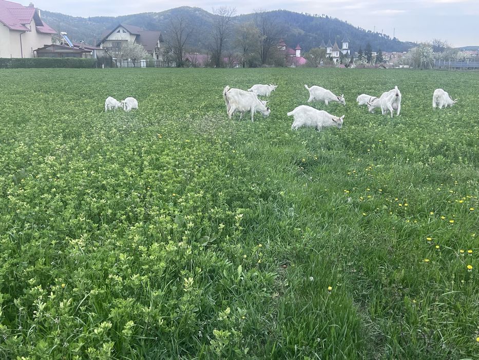 Iede Saanen- investitie sigura pentru gospodaria ta