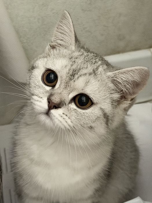 Котенок (девочка) 2,5 месяца серебристая шиншилла
