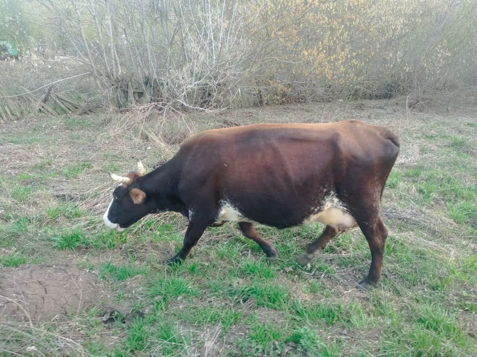 Продам двойных коров