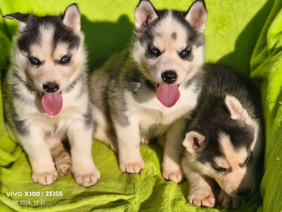 Продам щенков сибирский хаски мальчики и девочки