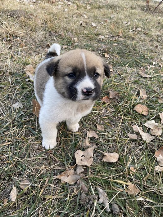 Щенки ,   метисы