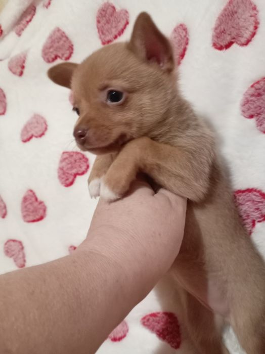 Продам щенков шпице тоя