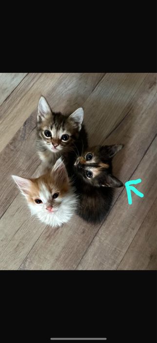 Отдам котят в добрые руки