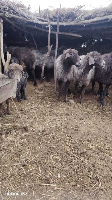 Ona bola va bog'oz qo'ylar sotildi