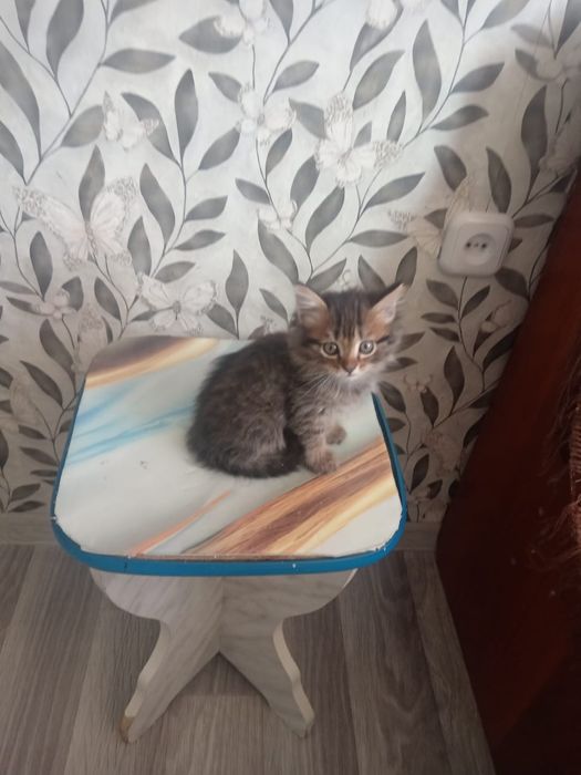 Отдам даром котят хорошенькие