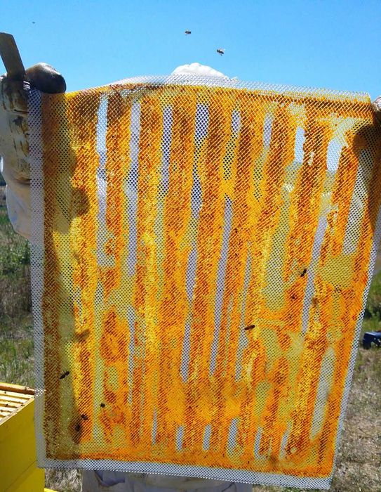 Чист Пчелен Клей/ Пчелен Прополис