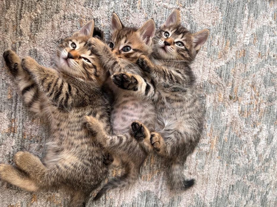 Котята в добрые руки!