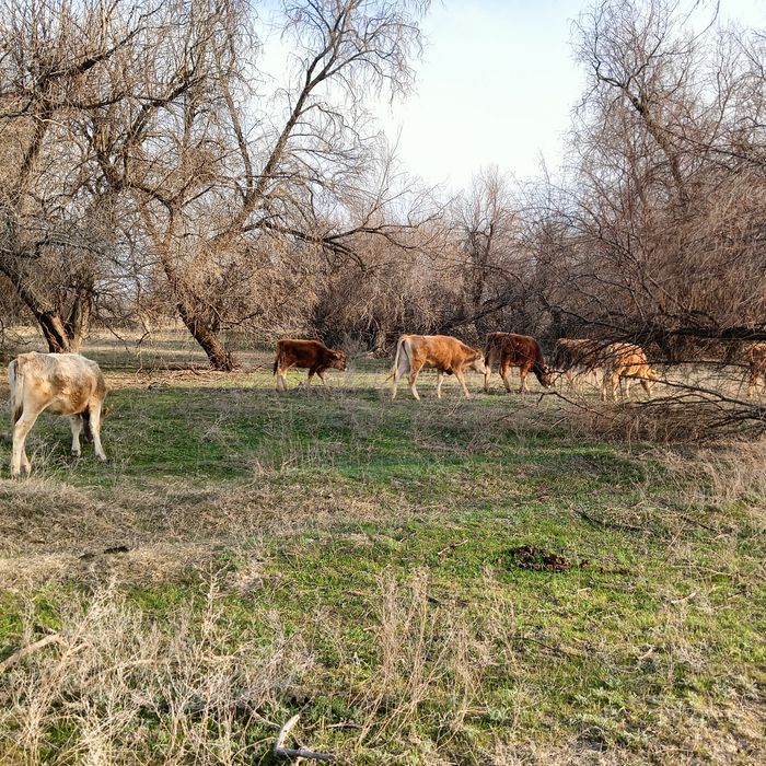 Сиыр корова тана