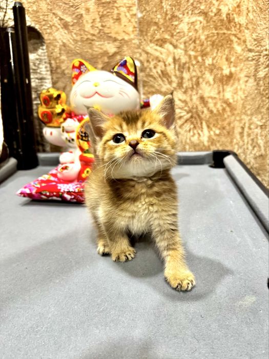 Продается золотая шиншилла