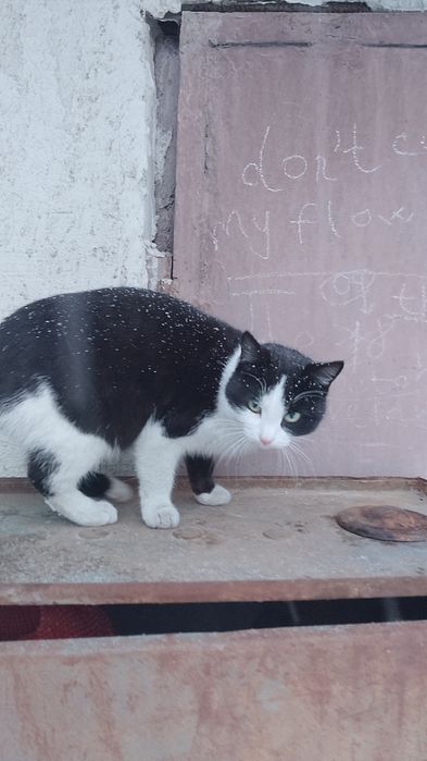 Пропало взрослая кошка