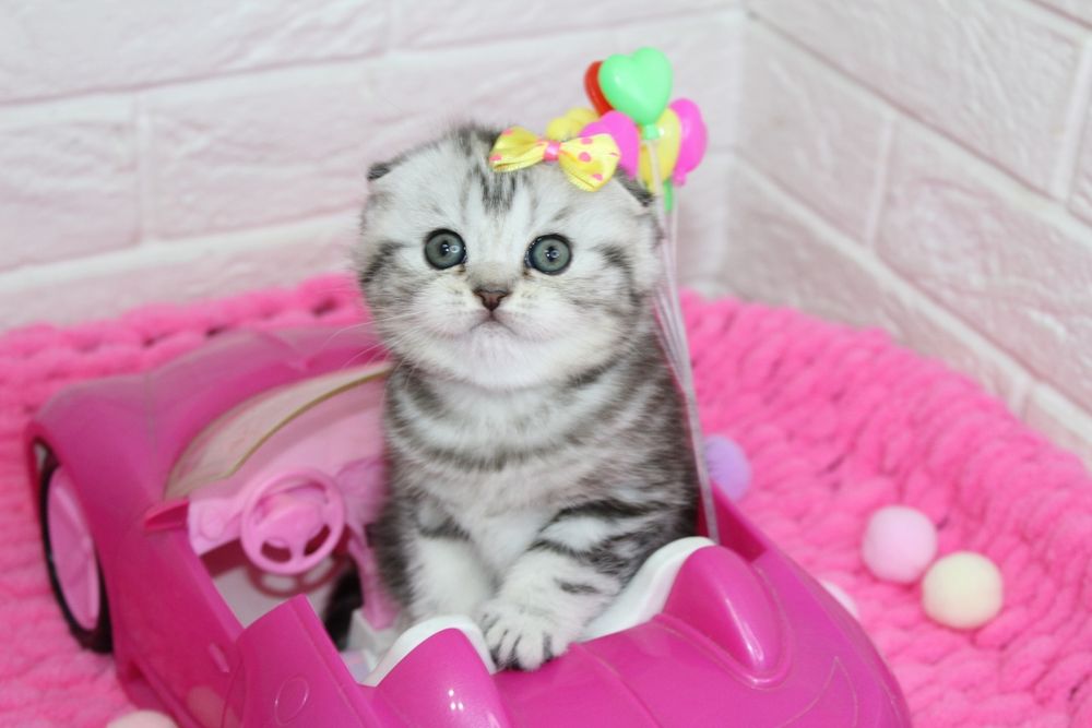 Вислоухие Котята