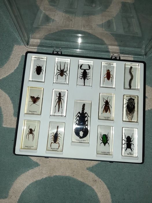 Colectie de insecte