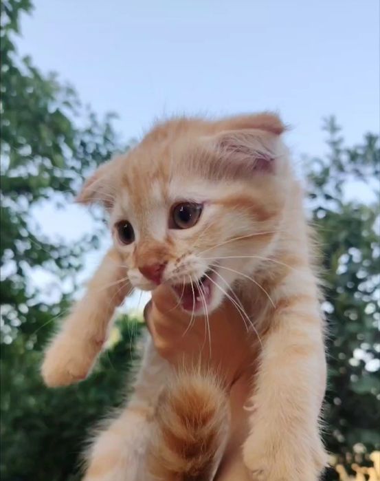 Вислоухий котёнок