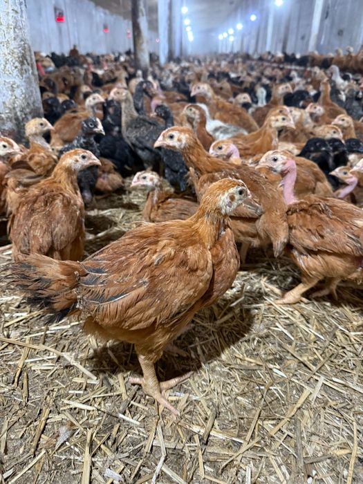 Pui de carne şi rasă mixta