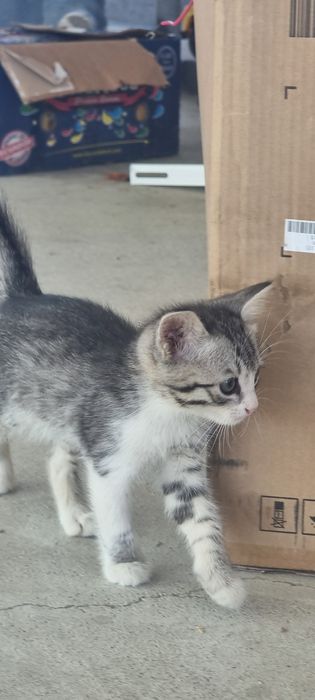Котёнок. малчик .еркек мысық