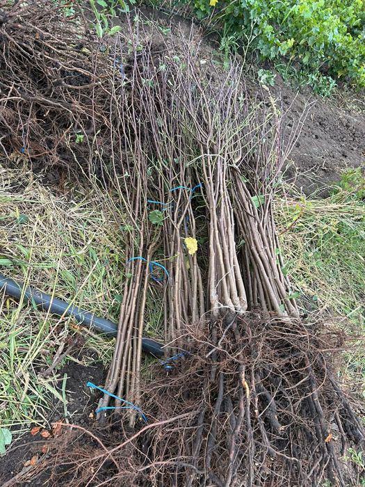 POMI fructiferi clasici ,pomi fructiferi columnari ,vita de vie