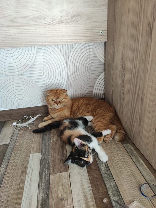 Шотладские котята