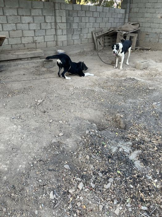 Собака ит Тигр чемпион күшігі белаводтық