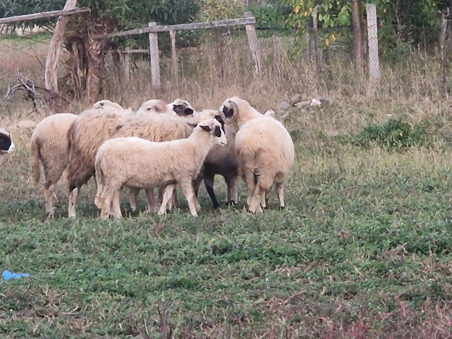 Vand 7 miei si 15 oi