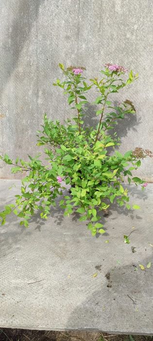 Продажа кустарников