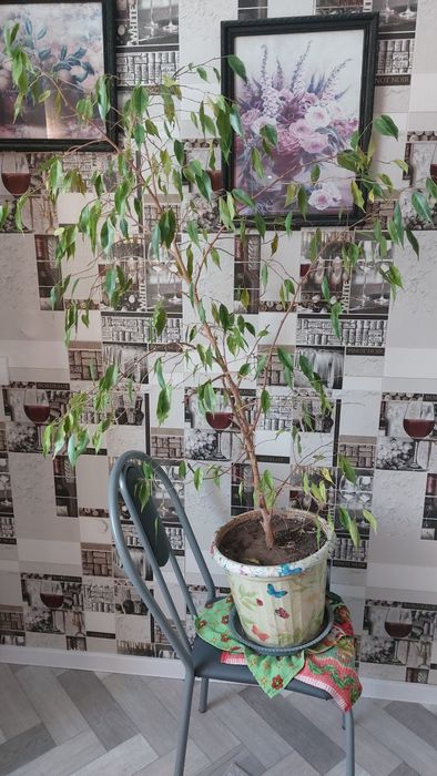 Отдам фикус  цветок