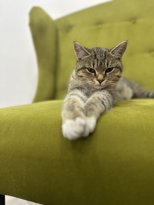 Котик молодой ласковый