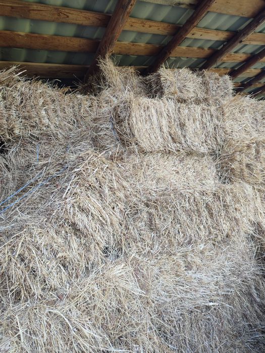 Baloti fan și lucernă