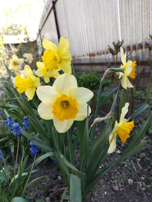 Сирень дерево (5лет)