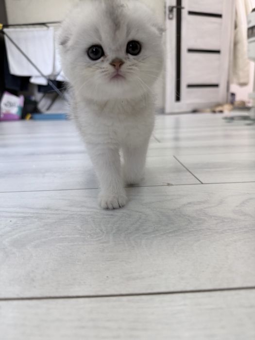 Шотланский Скоттиш Фолд! Шиншилла Серебро!