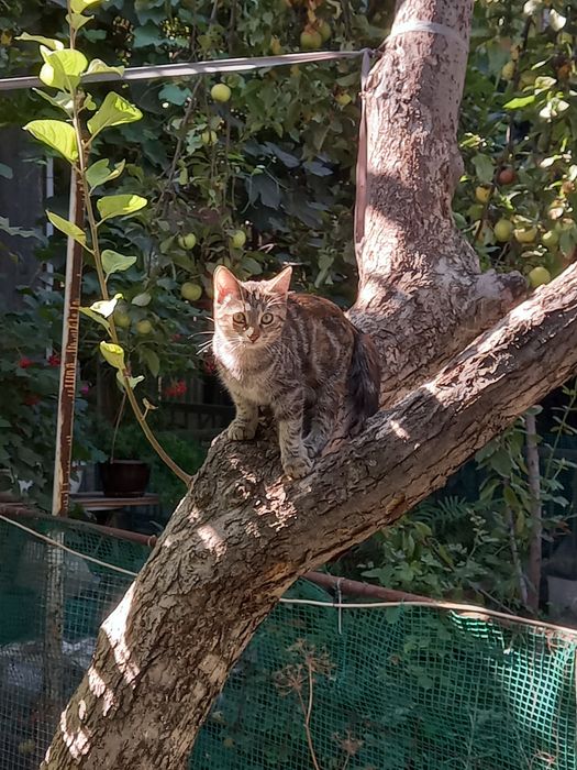 Котята бесплатно!