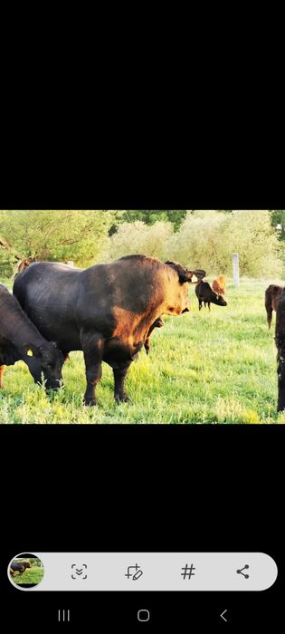 Taur reproducție angus