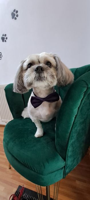 Salon frizerie canina DogMery Pet